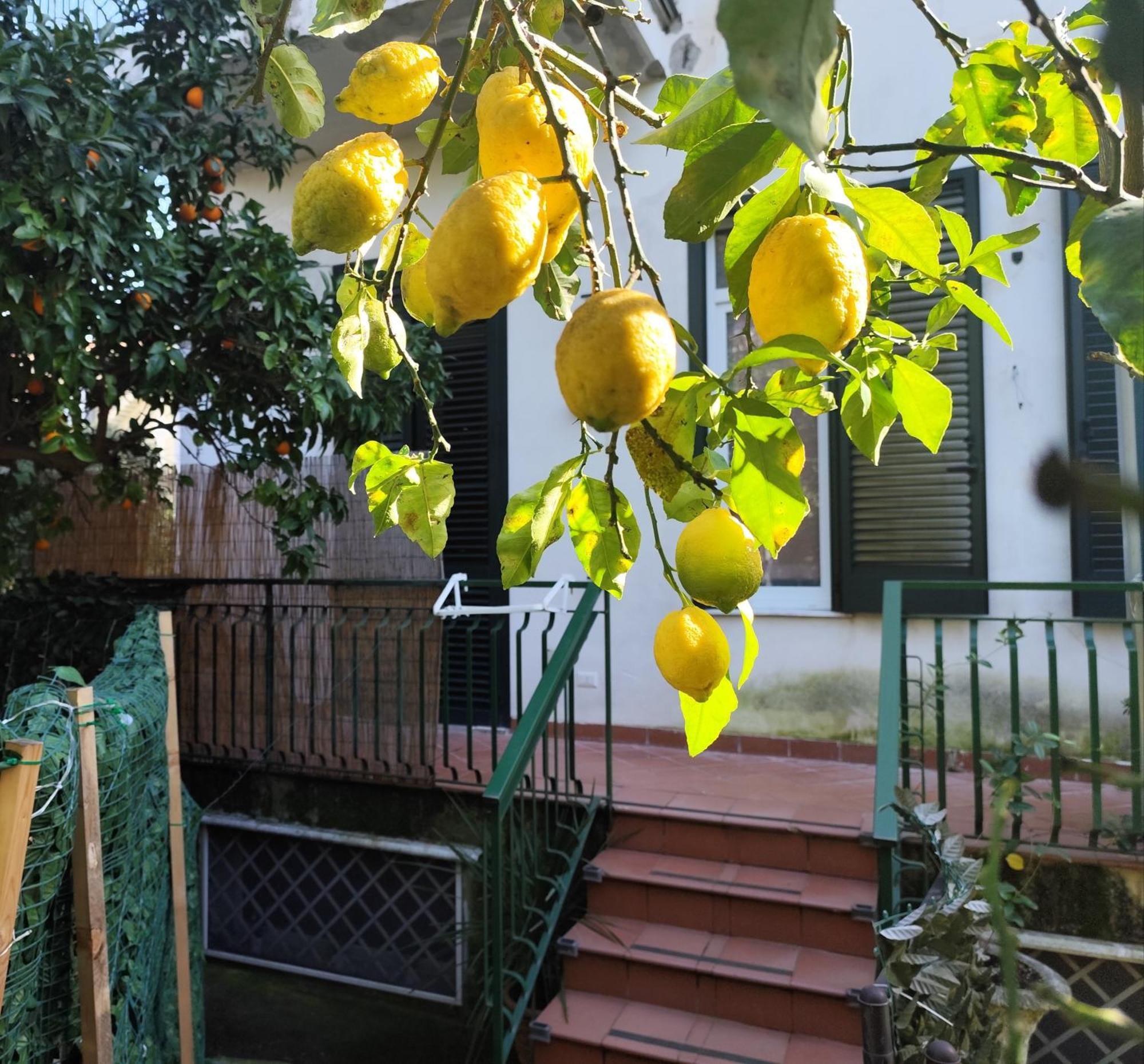 Beatrice Room Bed&Breakfast Sant'Agnello Exteriör bild